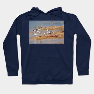 seagulls Hoodie